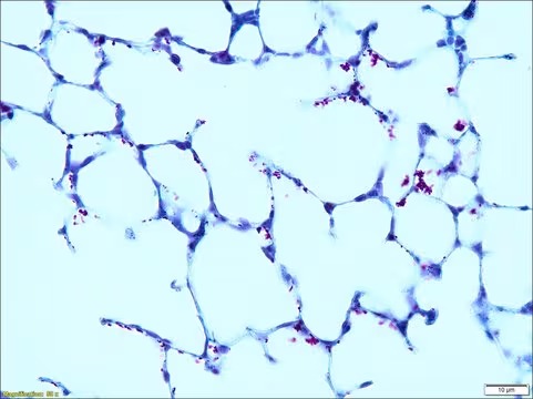 Sigma-Aldrich Malachite Green solution, suitable for microscopy