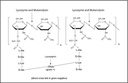 Sigma-Aldrich Mutanolysin from Streptomyces globisporus ATCC 21553