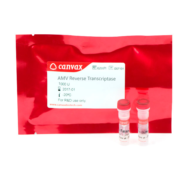 Canvax AMV Reverse Transcriptase From Avian Myeloblastosis Virus, purified from E. coli