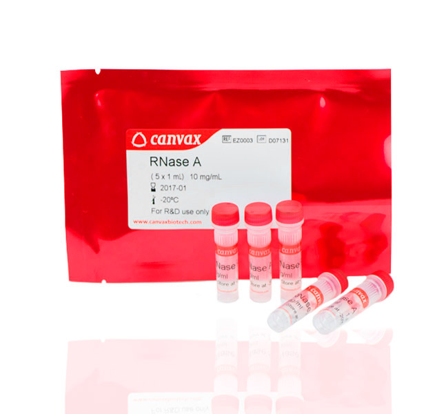Canvax RNase A, DNase & Protease-free (10 mg/mL)