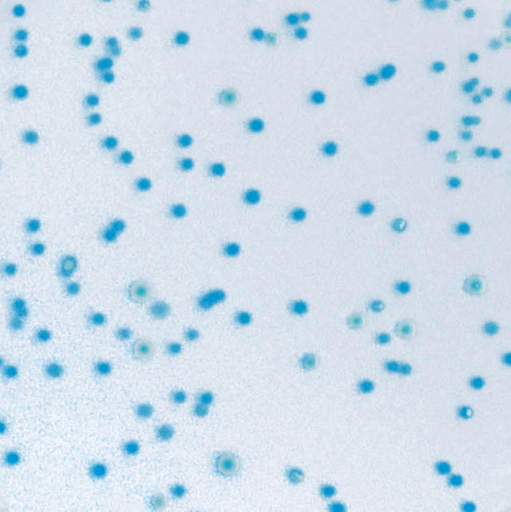 [EC168] CHROMagar™ E. coli, 5000 mL Pack