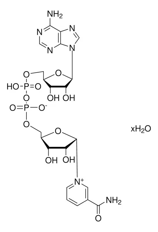 Thermo Scientific™ β-Nicotinamide adenine dinucleotide, oxidised form (NAD) 97%