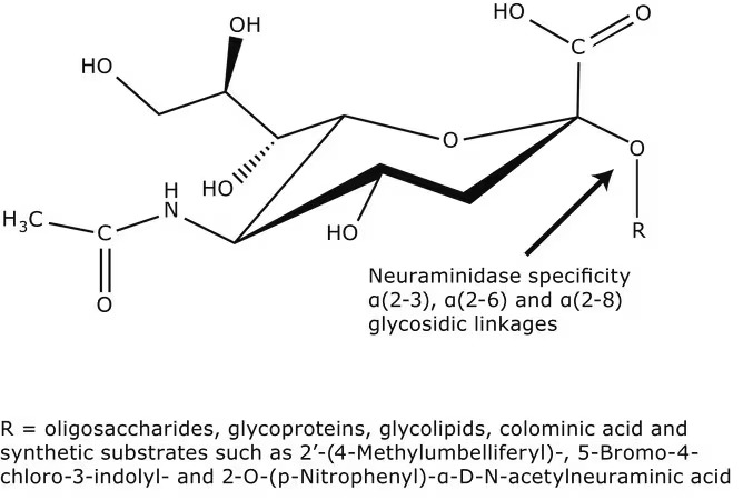 Sigma Aldrich, Neuraminidase from Vibrio cholerae, 1 UNIT