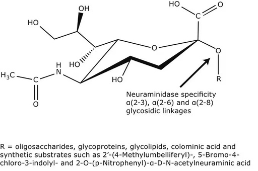 [N6514-1UN] Sigma Aldrich, Neuraminidase from Vibrio cholerae, 1 UNIT