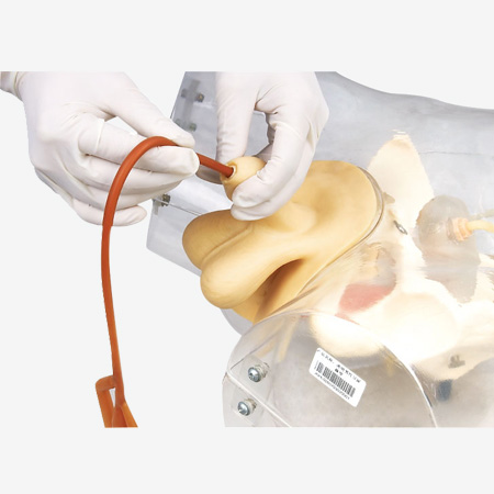 GD Transparent Catheterization Simulator Model