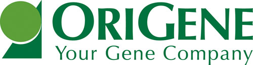 CD8A Human qPCR Primer Pair (NM_001768)