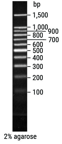 [G2101] Promega 100bp DNA Ladder, 250μl with 6X Blue/Orange Loading Dye
