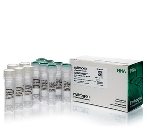 Thermo Scientific™ Invitrogen™ TURBO™ DNase (2 U/µL)