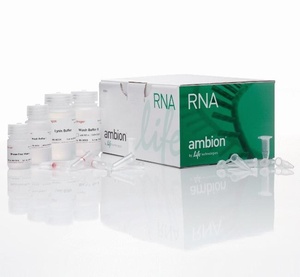 Thermo Scientific™ Invitrogen™ PureLink™ RNA Mini Kit