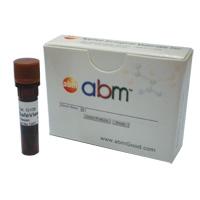 SafeView™ Classic DNA Gel Stain, 1mL