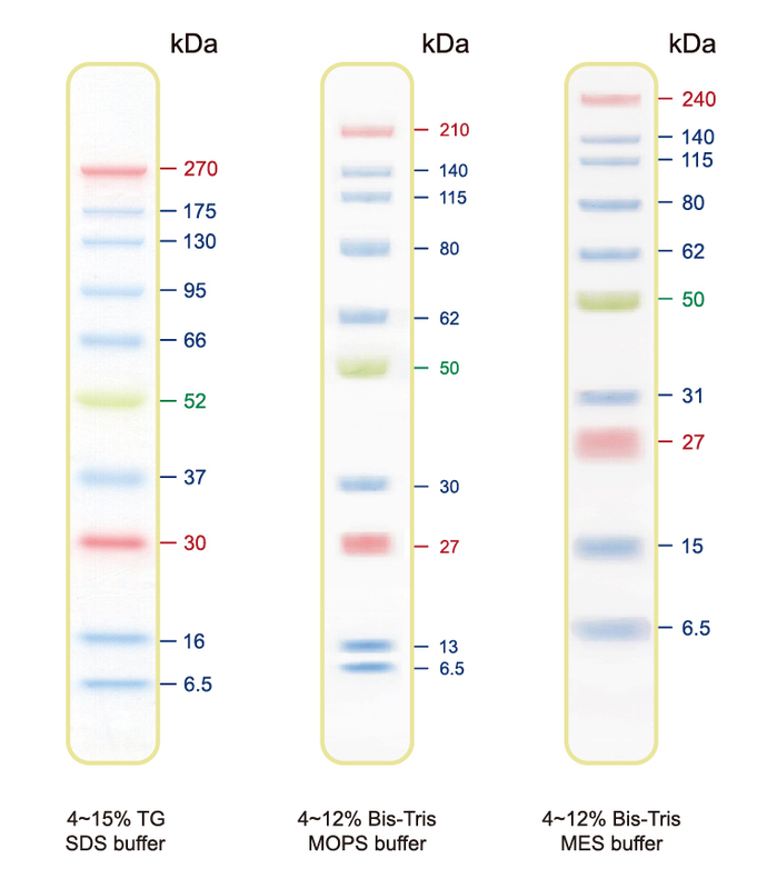 Cleaver Scientific Blue Ultra Pre-stained Protein Ladder (6.5 to 270 kDa), 500μL