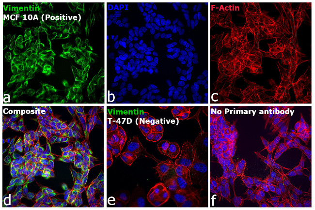 Thermo Scientific™ Invitrogen™ Goat anti-Mouse IgG (H+L) Highly Cross-Adsorbed Secondary Antibody, Alexa Fluor™ Plus 488