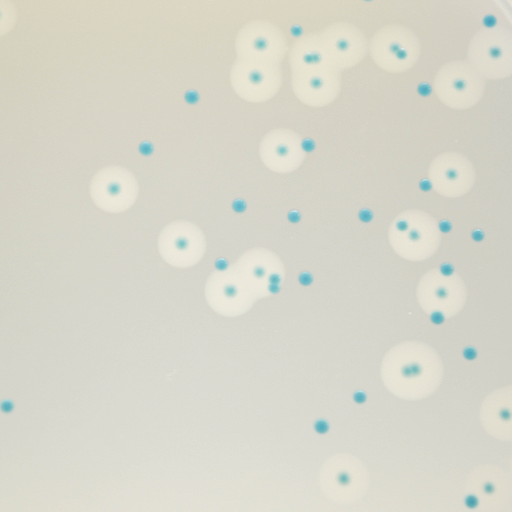 CHROMagar™ Listeria with Supplement for 5L of Media