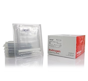 Thermo Scientific™ Invitrogen™ NuPAGE™ 4 to 12%, Bis-Tris, 1.0–1.5 mm, Mini Protein Gels