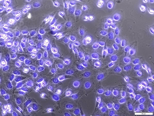 Sigma-Aldrich DAPI ready made solution, 1 mg/mL