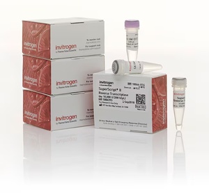 Invitrogen™ SuperScript™ II Reverse Transcriptase