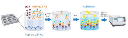 Lenti-X™ p24 Rapid Titer Kit (Single Wash)