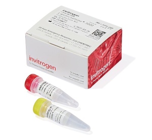Invitrogen™ Lipofectamine™ 3000 Transfection Reagent