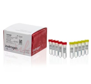 Invitrogen™ Lipofectamine™ 3000 Transfection Reagent