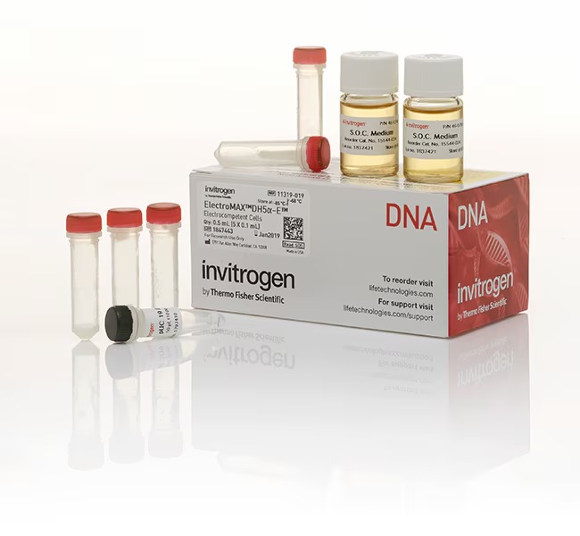 Invitrogen™ ElectroMAX™ DH5α-E Competent Cells, 5 x 100 µL