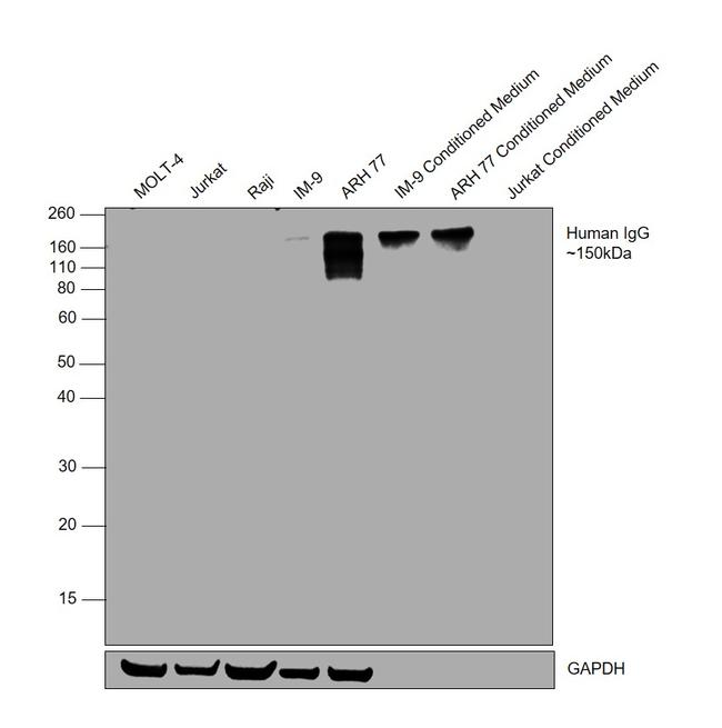 Invitrogen™ Goat anti-Human IgG (Gamma chain) Cross-Adsorbed Secondary Antibody, HRP
