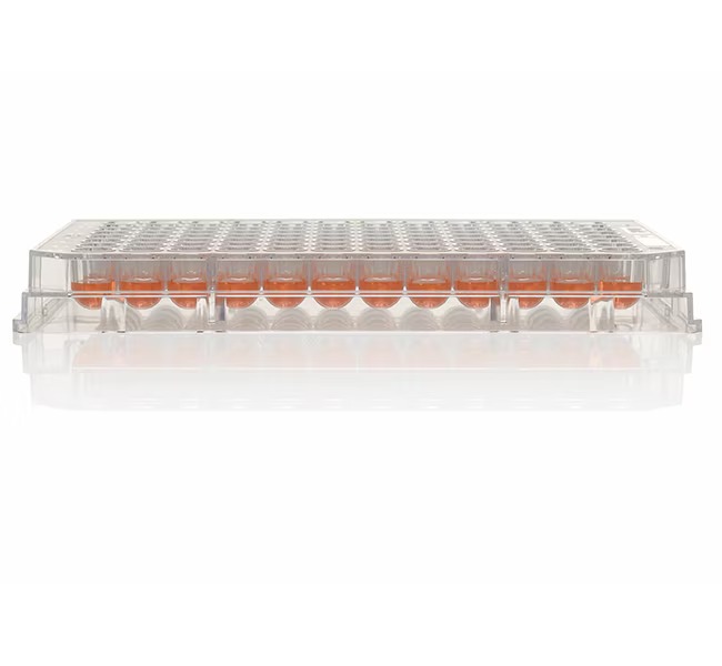 Nunc™ 96 Well Round (U) Bottom Plate, TC Surface with Lid