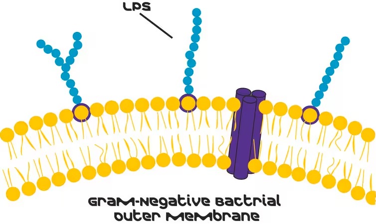 Lipopolysaccharides from Escherichia coli O111:B4