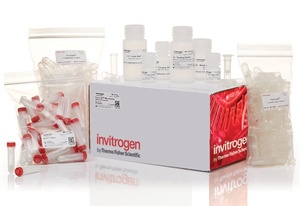 Invitrogen™ PureLink™ Microbiome DNA Purification Kit, 50 Preps