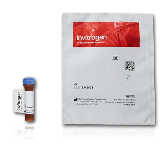 Invitrogen™ Donkey anti-Goat IgG (H+L) Highly Cross-Adsorbed Secondary Antibody, Alexa Fluor™ Plus 488, 