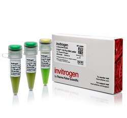 Invitrogen™ E-Gel™ 1 Kb Plus DNA Ladder, for 0.8–1% E-Gel agarose gels, ready-to-use