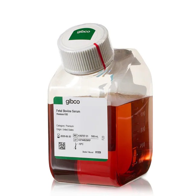 Gibco™ Fetal Bovine Serum (FBS), Premium