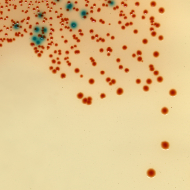 CHROMagar™ StrepA Chromogenic Medium