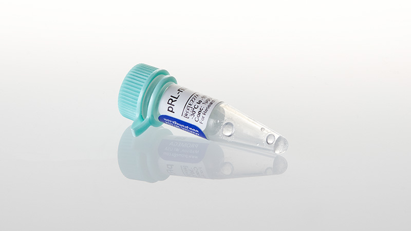 Promega pRL Renilla Luciferase Control Reporter Vector,  20 µg
