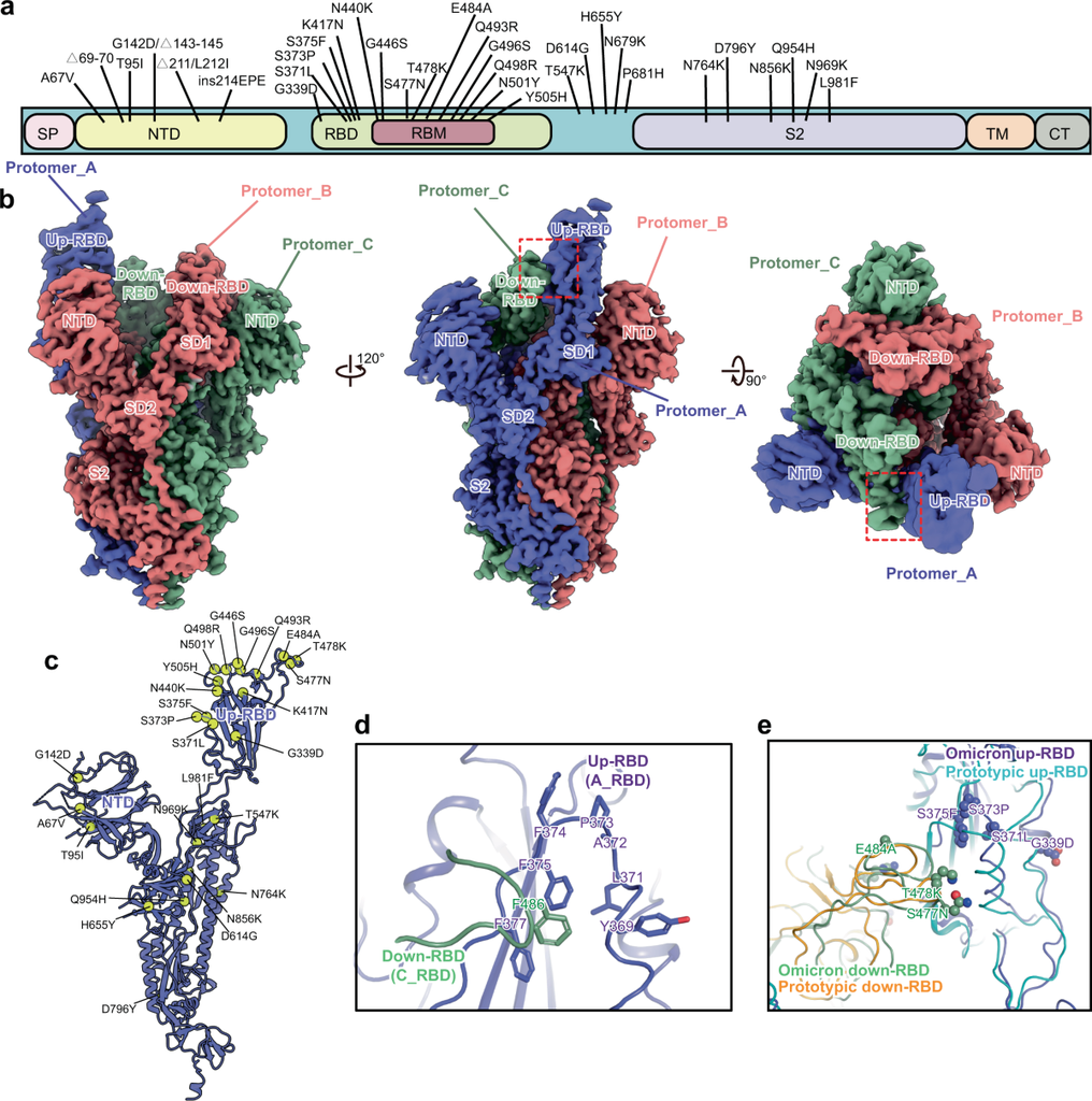 SARS-COV-2 JN.1 (Omicron) Spike RBD Protein (aa319-529, His Tag)(HPLC-verified), 100 µg