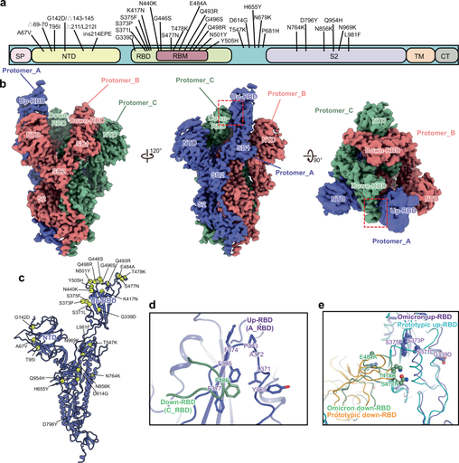 [40589-V08H59] SARS-CoV-2 JN.1 (Omicron) Spike S1+S2 trimer Protein (ECD, His Tag)(HPLC-verified), 100 µg