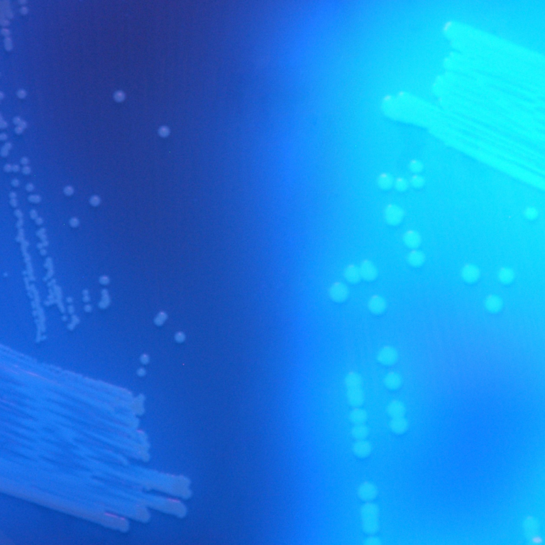 CHROMagar™ C. difficile, for 5L Medium