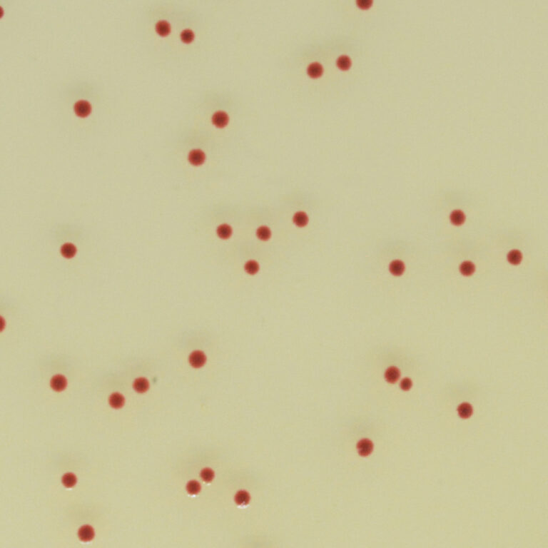 CHROMagar™ Campylobacter Supplement