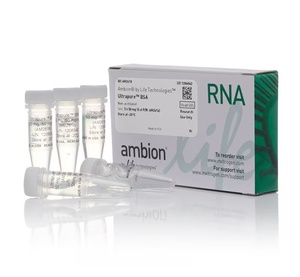 Invitrogen™ UltraPure™ BSA (50 mg/mL)