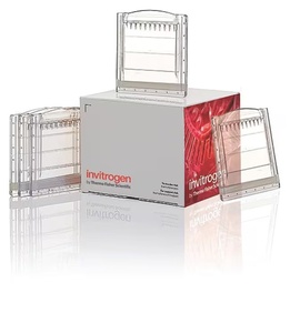 Invitrogen™ NativePAGE™ Bis-Tris Mini Protein Gels, 4 to 16%, 1.0 mm