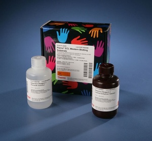 Thermo Scientific™ Pierce™ ECL Western Blotting Substrate