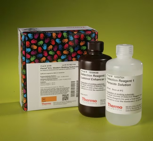 [32106] Thermo Scientific™ Pierce™ ECL Western Blotting Substrate (500 mL)