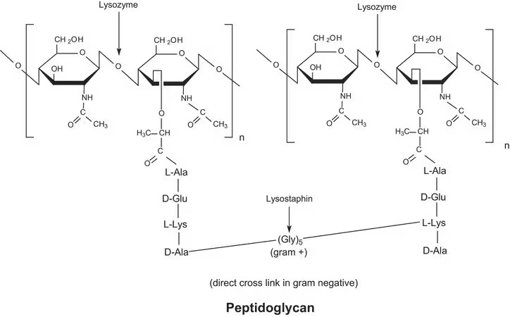 Appolo Sci. Chicken egg white lysozyme