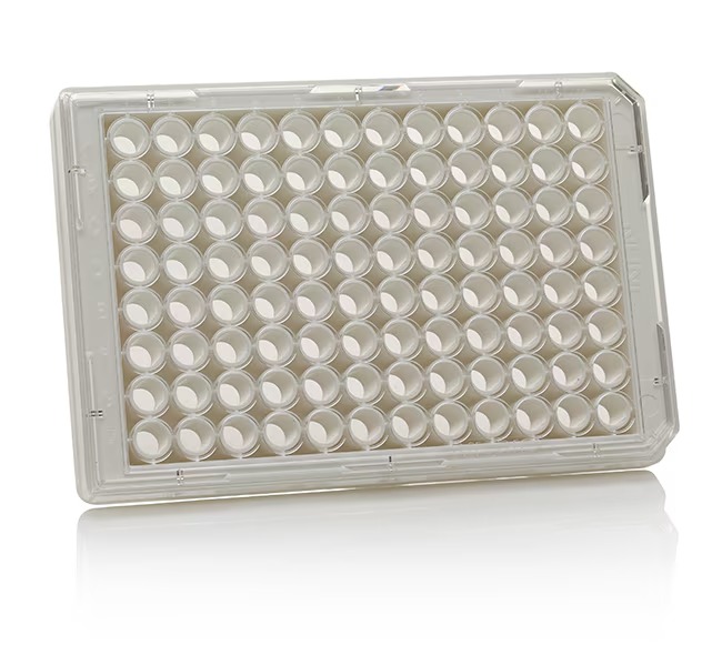Thermo Scientific™ Nunc™ MicroWell™ 96-Well, Collagen Type I-Treated, Flat-Bottom, Optical Polymer Base Microplate