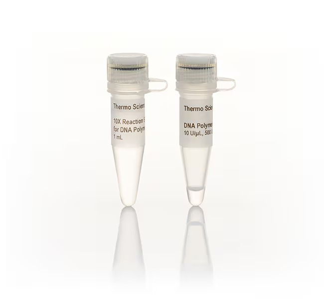 Thermo Scientific™ DNA Polymerase I (10 U/μL)