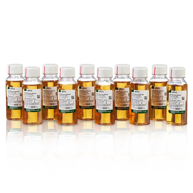 Gibco™ Fetal Bovine Serum, Premium Plus