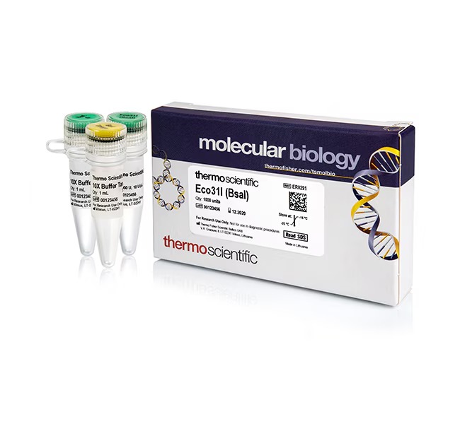 Thermo Scientific™ Eco31I (BsaI) (10 U/μL)
