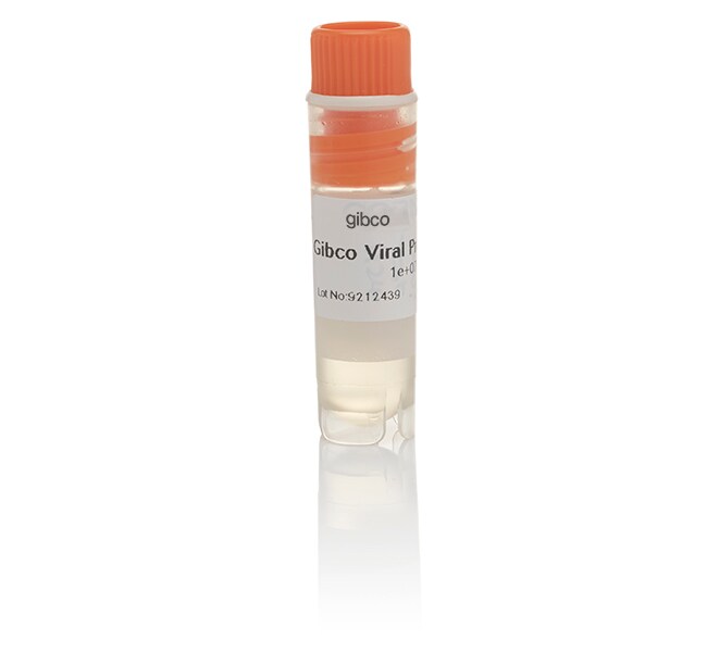 Gibco™ Viral Production Cells