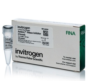 Invitrogen™ Ambion™ RNase Inhibitor, cloned, 40 U/μL