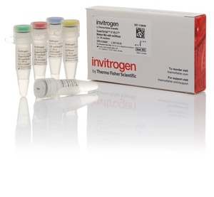 Invitrogen™ SuperScript™ IV VILO™ Master Mix