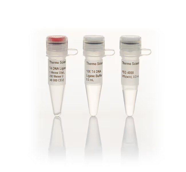 Thermo Scientific™ T4 DNA Ligase (5 U/μL)